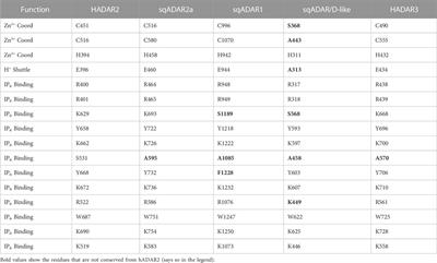 Squid express conserved ADAR orthologs that possess novel features